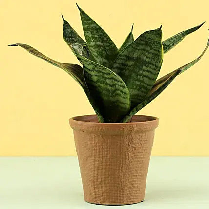 Snake Plant